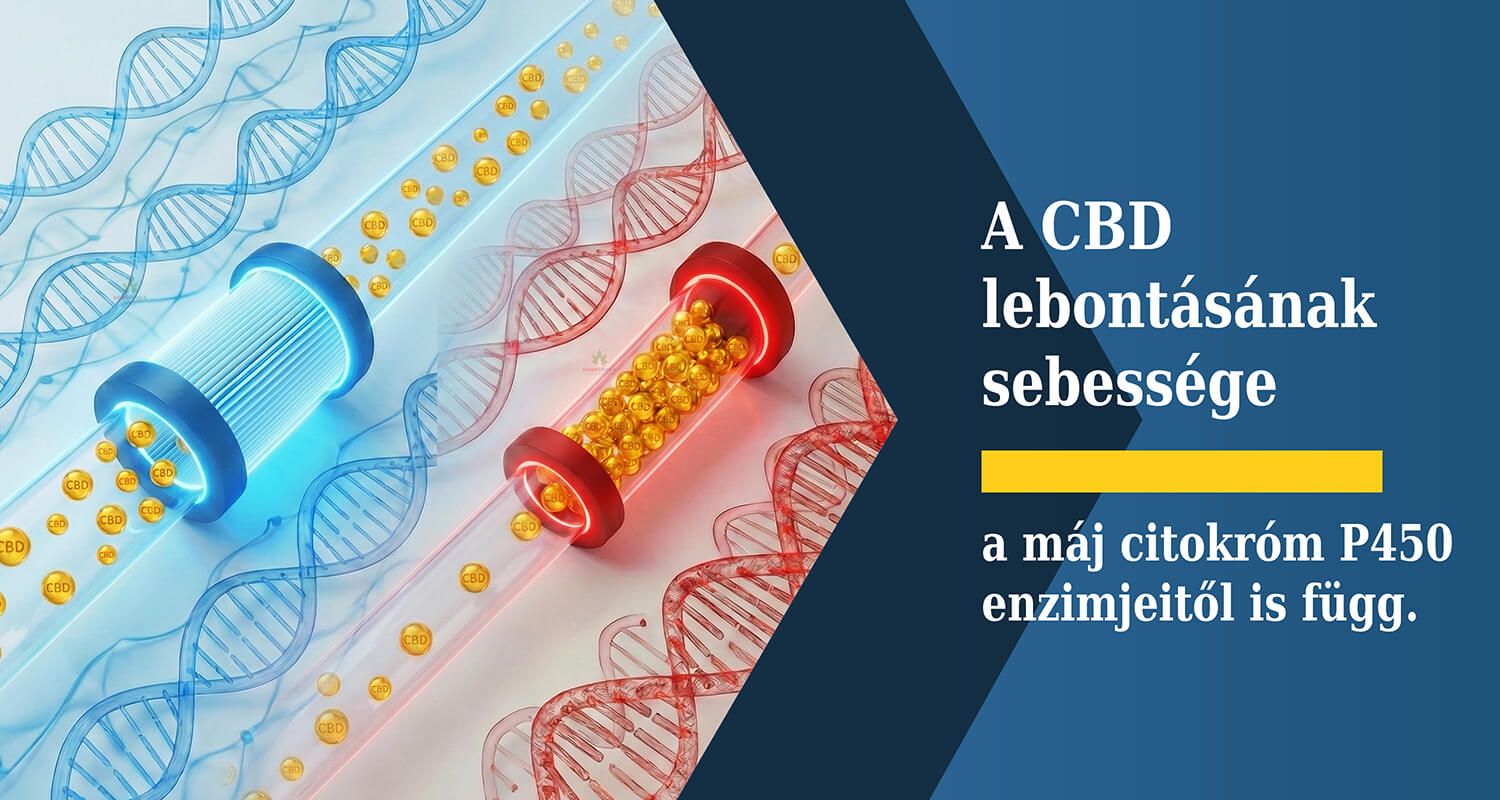 A CBD  lebontásának sebessége a máj citokróm P450 enzimjeitől is függ.