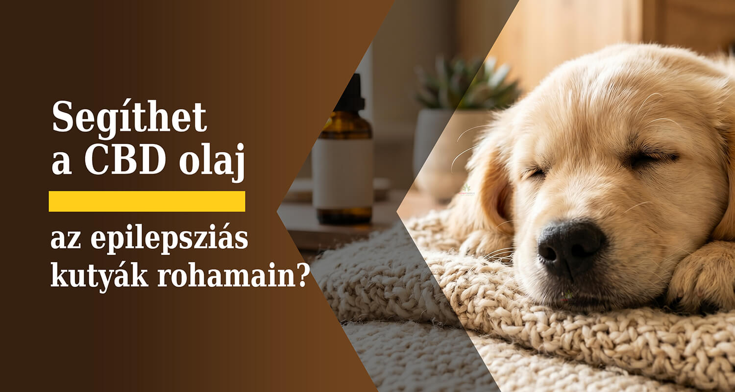 » Segíthet a CBD olaj az epilepsziás kutyák rohamain?