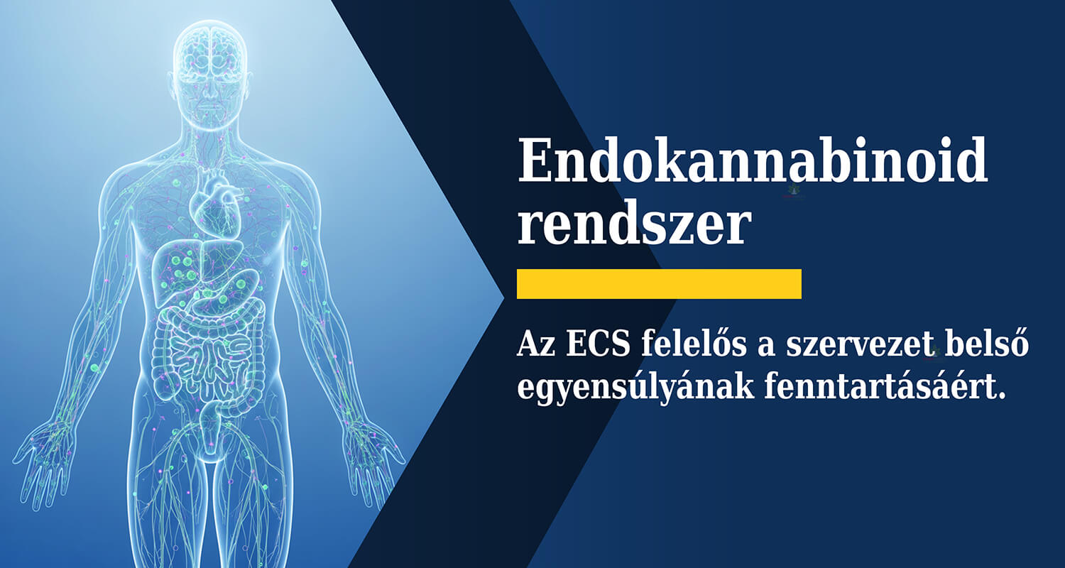 Endokannabinoid rendszer felelős a szervezet belső egyensúlyának fenntartásáért a CBD olaj segítségével!