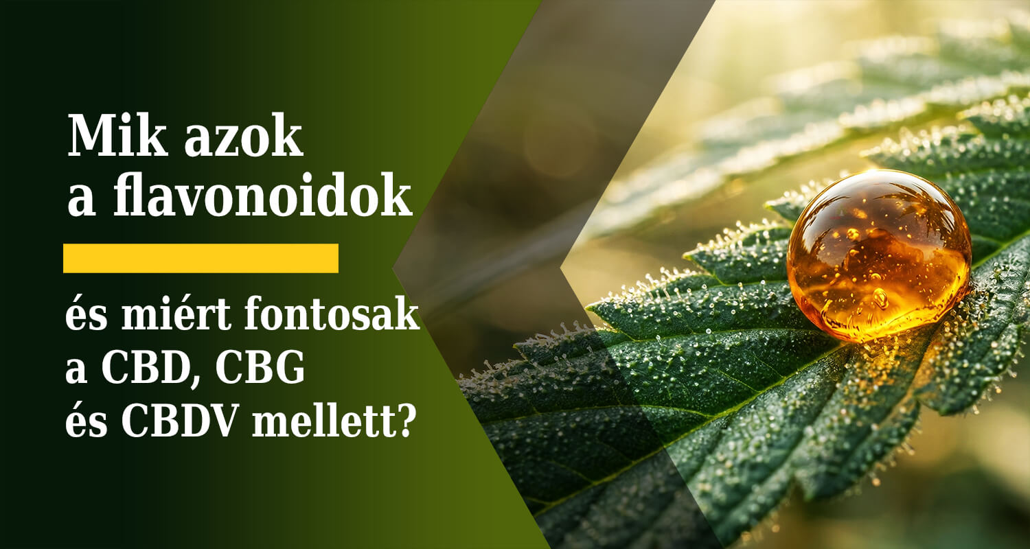 » Mik azok a flavonoidok és miért fontosak a CBD, CBG és CBDV mellett?