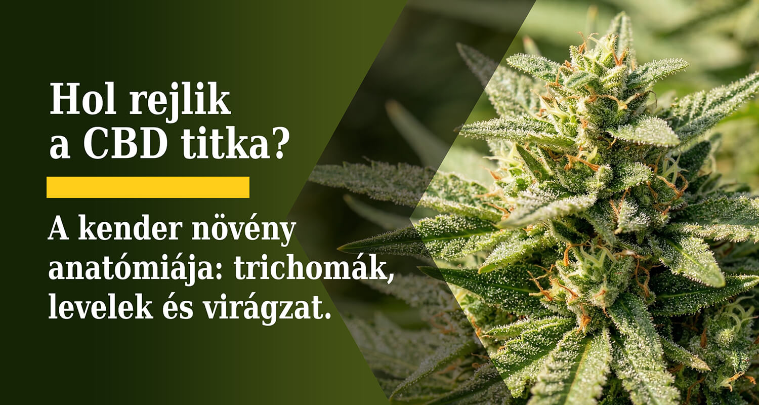 » Hol rejlik a CBD titka? A kender növény anatómiája: trichomák, levelek és virágzat.